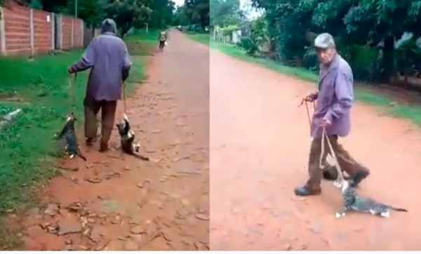 Karai tuja arrastra a dos gatos del cuello y ya fue denunciado