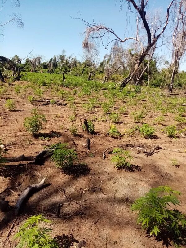 Destruyen cuatro hectáreas de marihuana en Isla Pava, Ñeembucú - Policiales - ABC Color