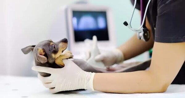 Neurología veterinaria para tratar epilepsia y otras dolencias en mascotas - Mascotas - ABC Color