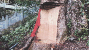 Condenados a 4 años de cárcel por dañar árbol de 2.600 años en China