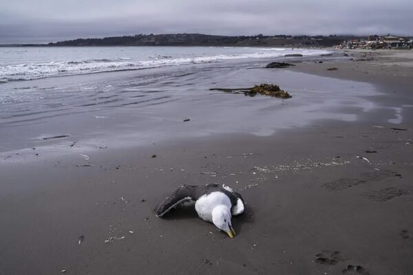 Gripe aviar en bellas playas del Pacífico - Mundo - ABC Color