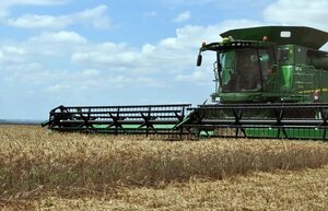 Cuarto año de caída consecutiva de producción triguera y baja exportación - Nacionales - ABC Color