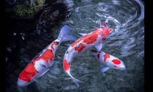 KOI, los peces que nadan en los desagües | Telefuturo