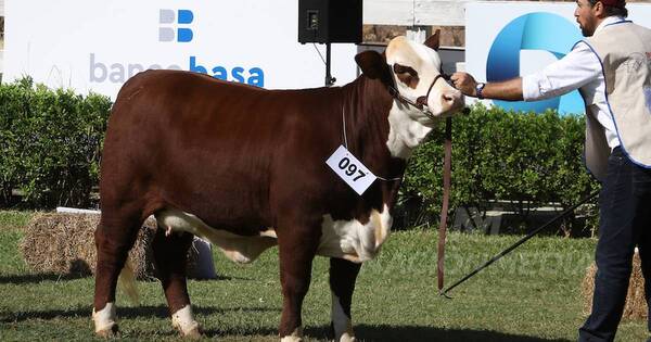 La Nación / Braford mostró la evolución de la raza con exitosa venta