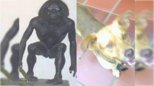 ¿Será piko? Karai pyhare enfermó y curó a una firulais, he'i