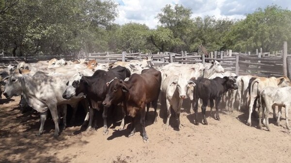 Diario HOY | Tres "distraídos" con 144 vacas apuntan a financistas de red que roba sobre "pedidos"
