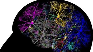 Hallan "vínculo literal" entre cuerpo y mente en el cerebro