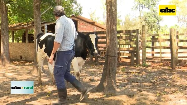 Video: Qué tener en cuenta antes de comprar una vaca lechera - ABC Rural - ABC Color