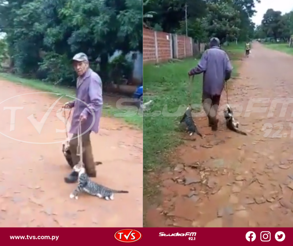 DENUNCIAN A UN HOMBRE QUE ARRASTRÓ A DOS GATITOS CON UNA SOGA EN EL CUELLO