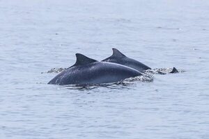 Chile notifica los primeros dos delfines muertos por gripe aviar - Mundo - ABC Color