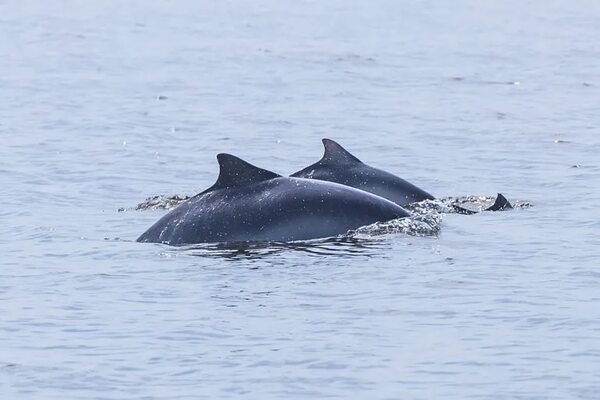 Chile notifica los primeros dos delfines muertos por gripe aviar - Mundo - ABC Color