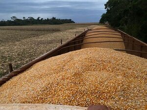Zafriñas de soja y maíz apuntan a cifras récord y trae alivio al sector productor, afirman