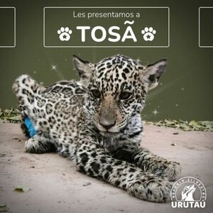 Tosã será el nombre de la cachorra yaguareté rescatada en el Chaco