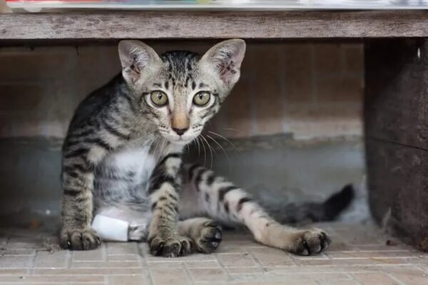 Pérdida de peso en gatos ¿a qué se debe? - Mascotas - ABC Color