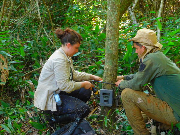 Monitorean biodiversidad en la reserva de Itaipu con cámaras trampa - .::Agencia IP::.