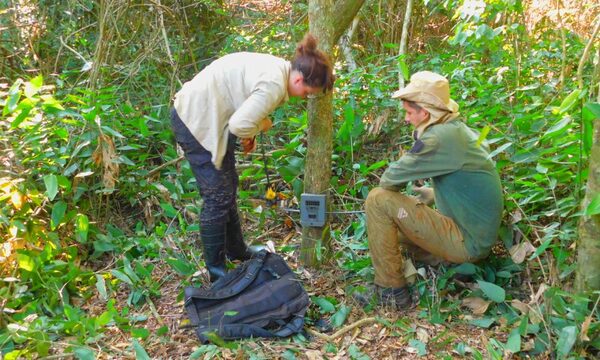 Monitorean y evalúan biodiversidad en la Reserva de Biósfera ITAIPU con cámaras trampa