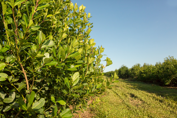 Realizarán estudio sobre la yerba mate para facilitar proceso de mercadeo