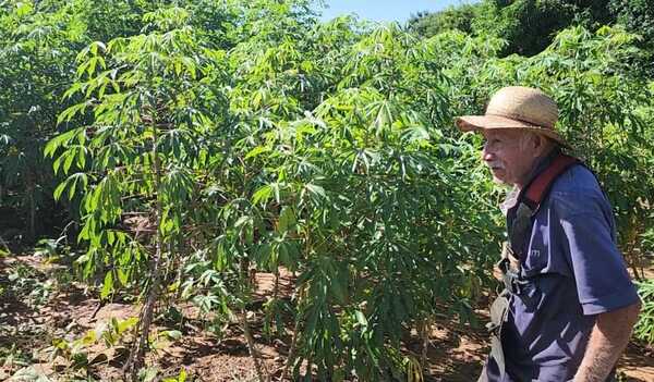 Octogenario labriego sigue siendo ejemplo de trabajo | Radio Regional 660 AM