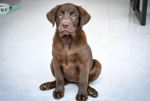 Un labrador se convierte en el primer can que recibe tratamiento por adicción al alcohol
