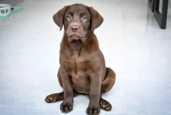Un labrador se convierte en el primer can que recibe tratamiento por adicción al alcohol