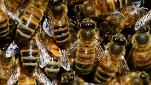 Abejas atacan a agentes en plena incautación de combustibles