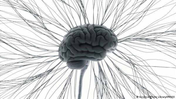Científicos descubren una "conexión literal" entre cuerpo y mente en el cerebro