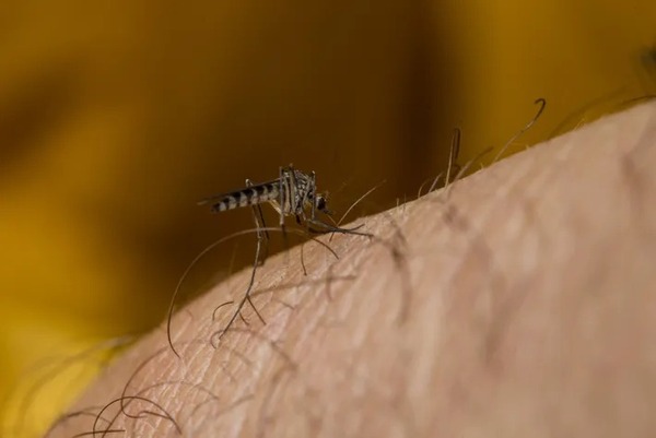 Cambio climático, el factor que estaría aumentando los casos de dengue y chikungunya - Megacadena — Últimas Noticias de Paraguay