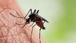 Cantidad de fallecidos a causa de chikungunya ya llegó a la centena