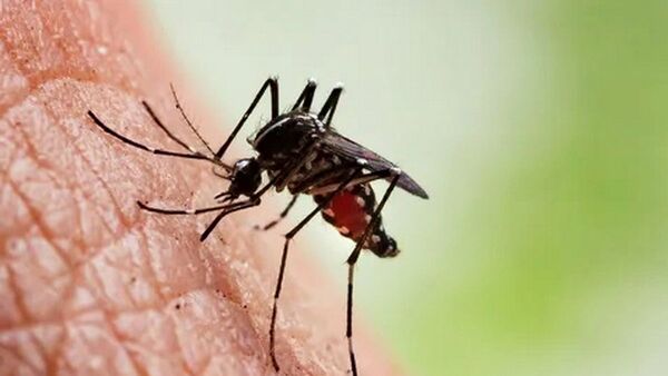 Cantidad de fallecidos a causa de chikungunya ya llegó a la centena