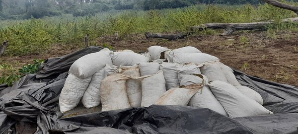 Diario HOY | Detectan mega campamentos de producción de marihuana premium