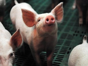 Criadores de cerdo entusiasmados con importante crecimiento de exportaciones - La Tribuna
