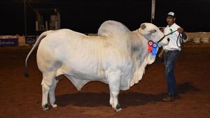 Rancho Rosalba de José Salomón Pérez y Charles Smith, los Grandes Campeones Nelore de la Expo Canindeyú