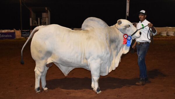 Rancho Rosalba de José Salomón Pérez y Charles Smith, los Grandes Campeones Nelore de la Expo Canindeyú
