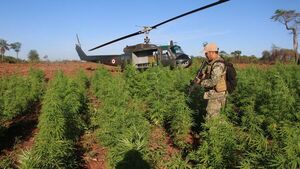 Senad detecta gran complejo para producir marihuana "prémium" 