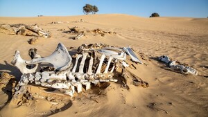 Diario HOY | ¿Nos queda todavía tiempo para evitar una extinción masiva?