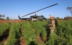Senad detecta gran complejo para producir marihuana "prémium" en Amambay – Prensa 5