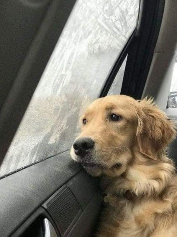 ¡DIEZ COSAS QUE TU PERRO QUIERE DECIRTE!! - La Voz del Norte