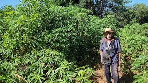 Agricultor de 83 años logra excelente producción de mandioca