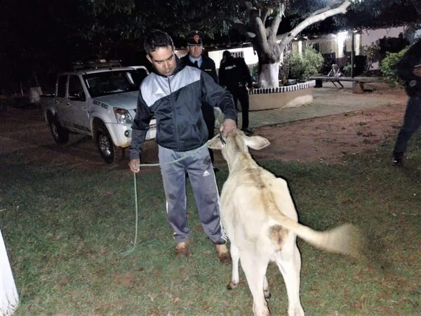 Recuperan animal vacuno que estaba preparado para su venta en Carapeguá - Nacionales - ABC Color