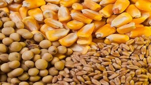 Proyección de producción mundial de soja se volvió a ajustar a la baja | 1000 Noticias