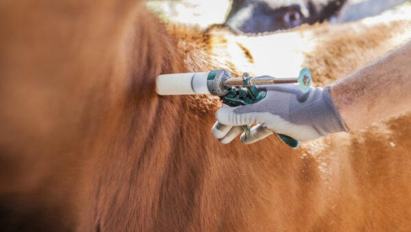 Día Mundial de la Vacunación Animal: una herramienta clave para prevenir nuevas epidemias