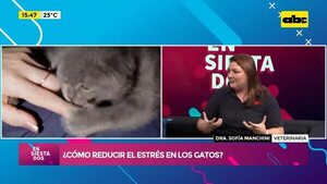 Video: ¿Cómo reducir el estrés en los gatos? - Ensiestados - ABC Color