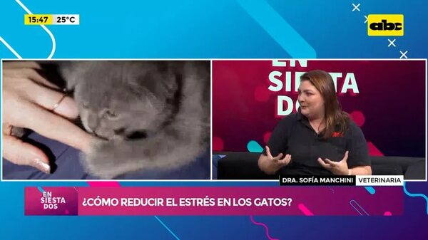 Video: ¿Cómo reducir el estrés en los gatos? - Ensiestados - ABC Color