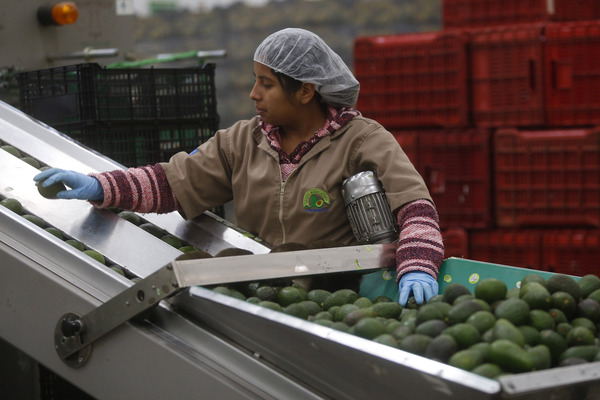 México producirá más de 301,3 millones de toneladas de alimentos en 2023 - MarketData