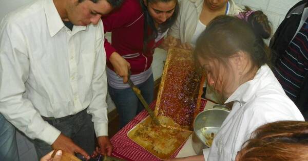 La Nación / Recomiendan consumir propóleos para aliviar el estrés y la fatiga