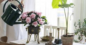 La Nación / Tips para que tu azalea luzca todo su encanto