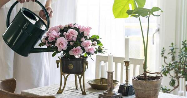 La Nación / Tips para que tu azalea luzca todo su encanto