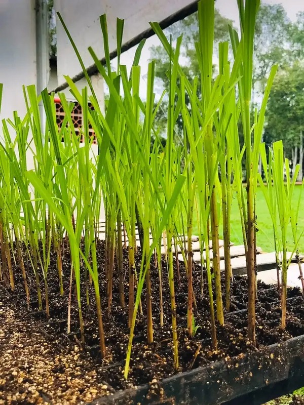 Proyecto vitroplantas, para el mejoramiento de la caña de azúcar, llega a su etapa final - .::Agencia IP::.