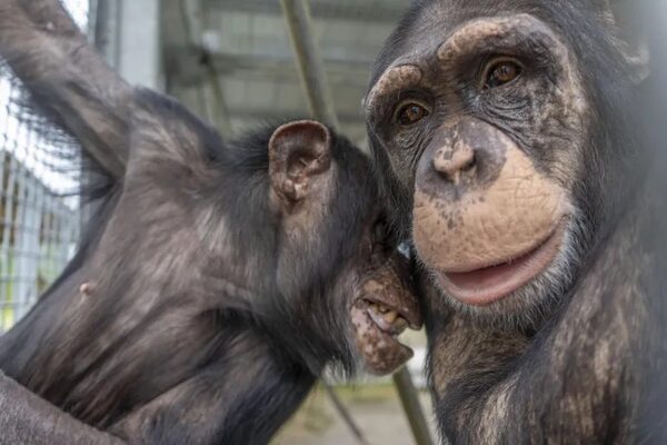 El ser humano debe entender que un chimpancé debe vivir con los suyos - Mascotas - ABC Color