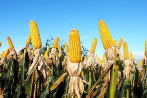 PARAGUAY EXPORTÓ 3 MILLONES DE TONELADAS MÁS DE MAÍZ
